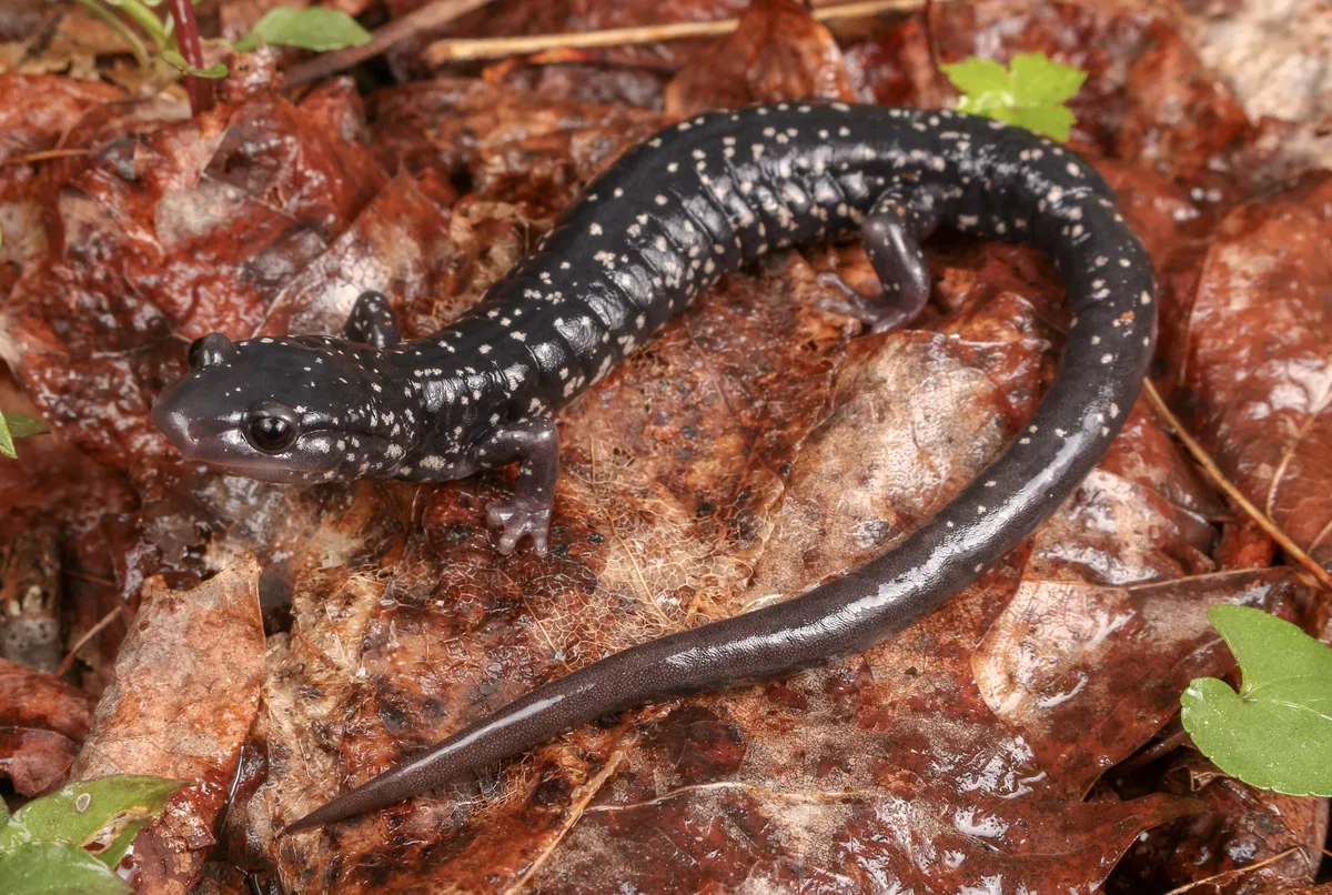 Salamandra de los Apalaches del Sur