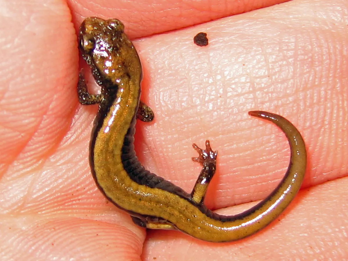 Salamandra de Espalda Roja Occidental