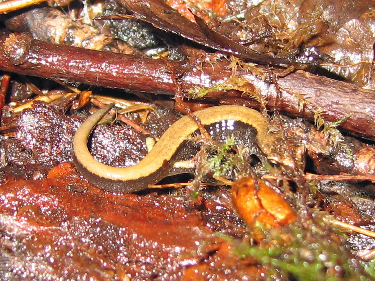 Salamandra de Espalda Roja Occidental
