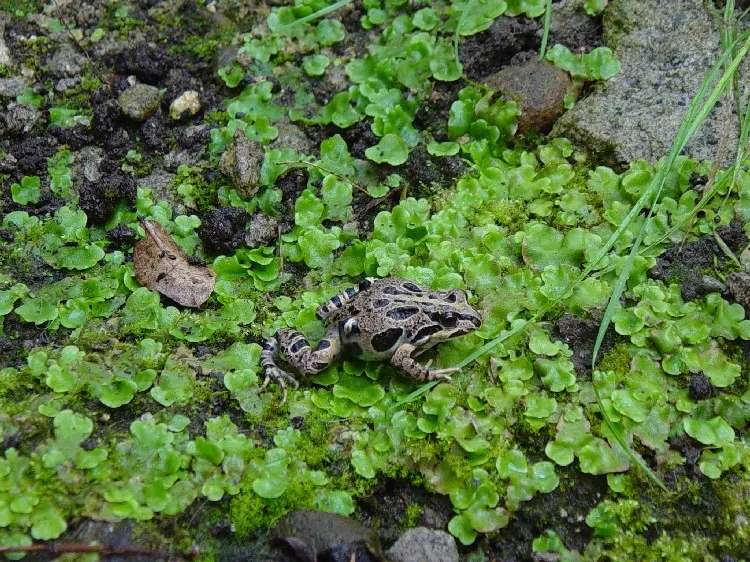 Rana Chilena de Cuatro Ojos