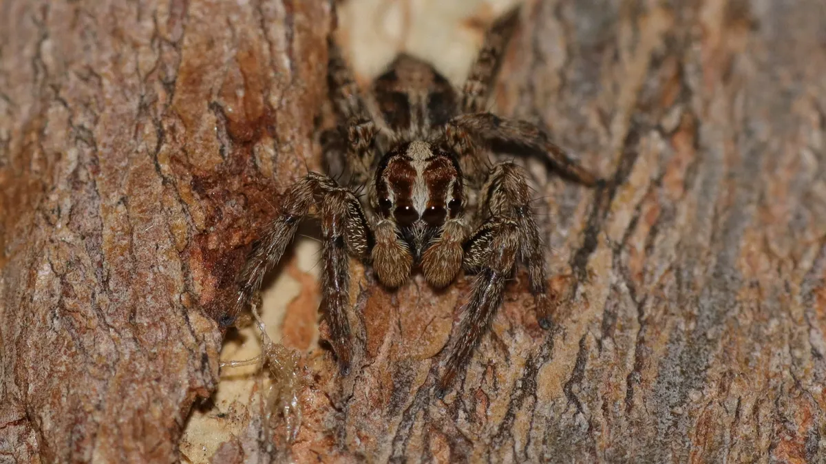 Araña Saltadora