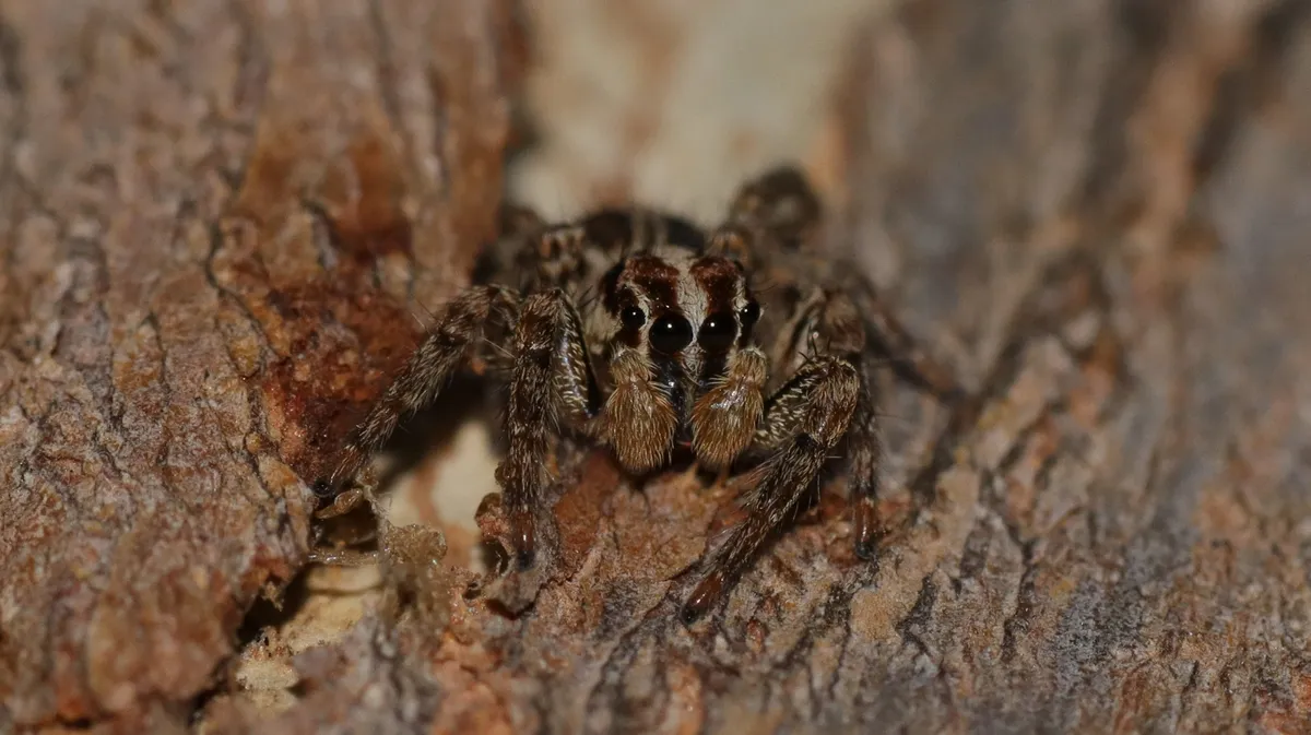 Araña Saltadora