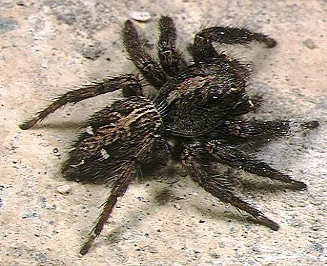 Araña Saltadora