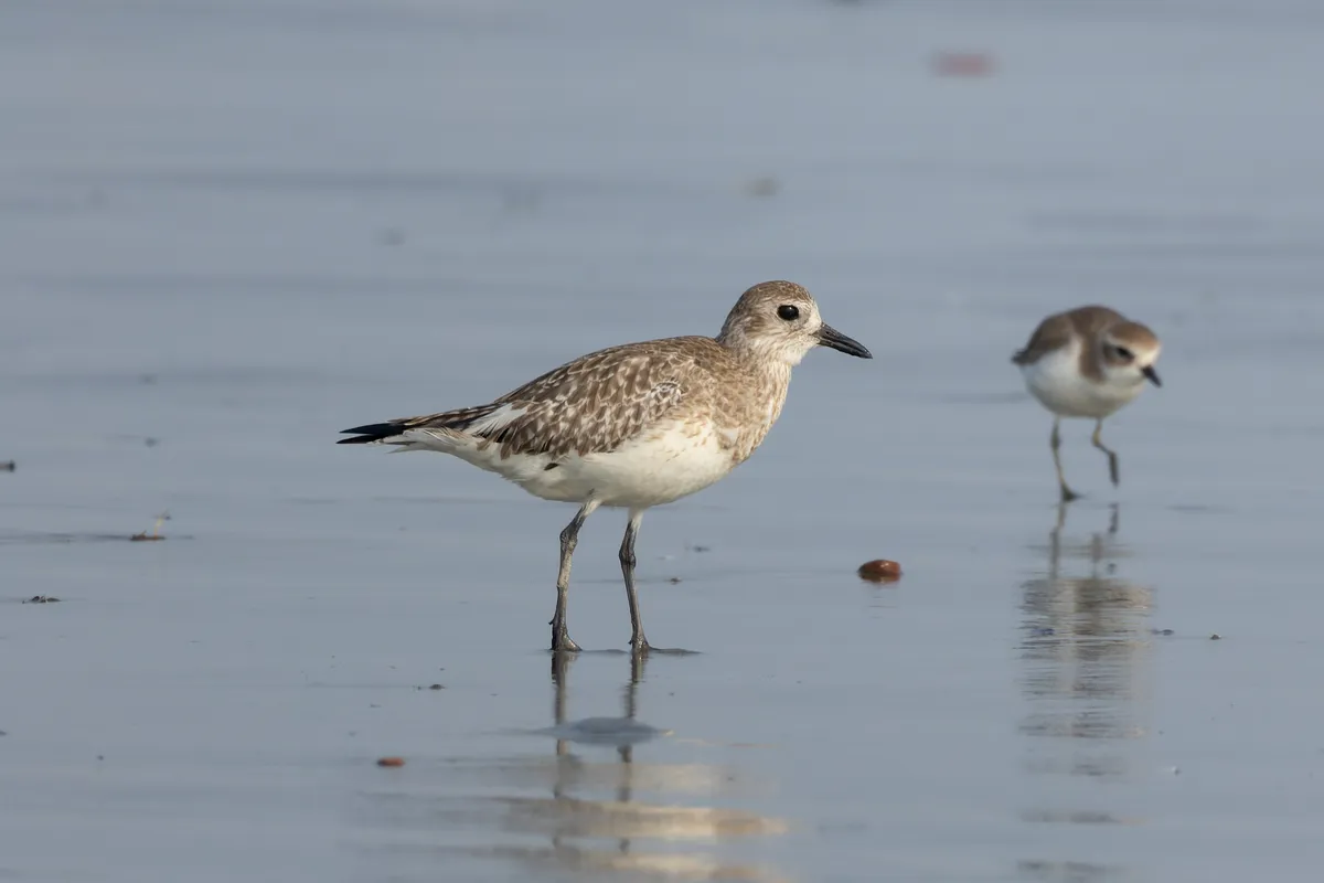 Pluvial Gris / Chorlito Gris