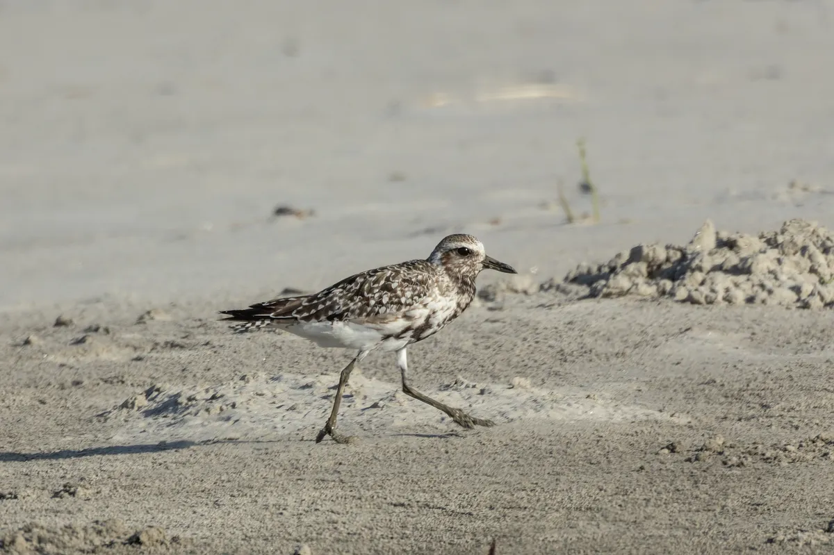 Pluvial Gris / Chorlito Gris