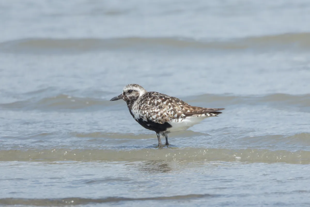 Pluvial Gris / Chorlito Gris