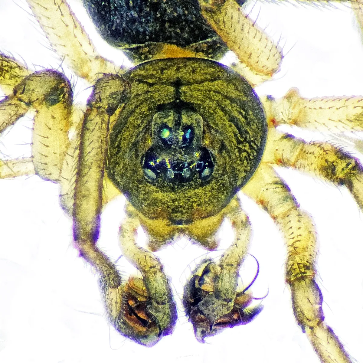 Araña Pequeña de Dinero