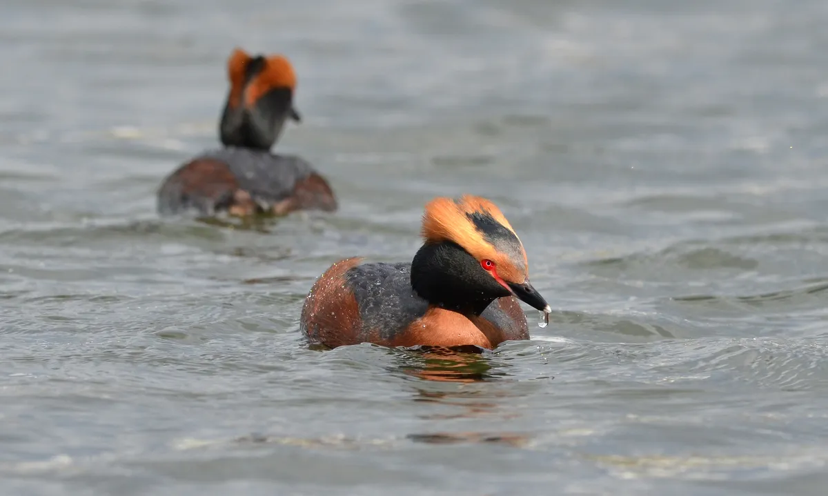 Horned Grebe
