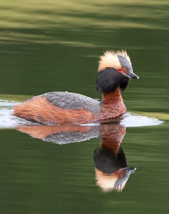 Horned Grebe