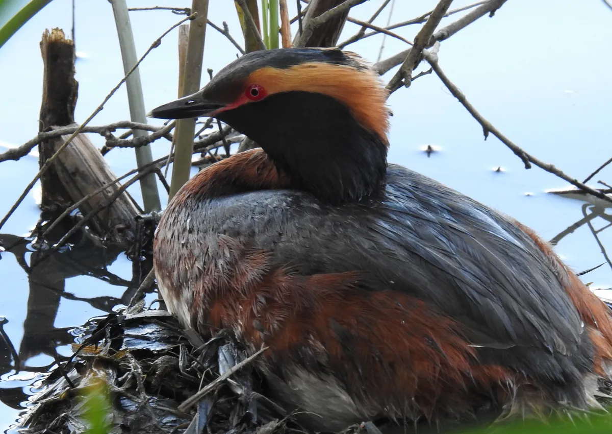 Horned Grebe