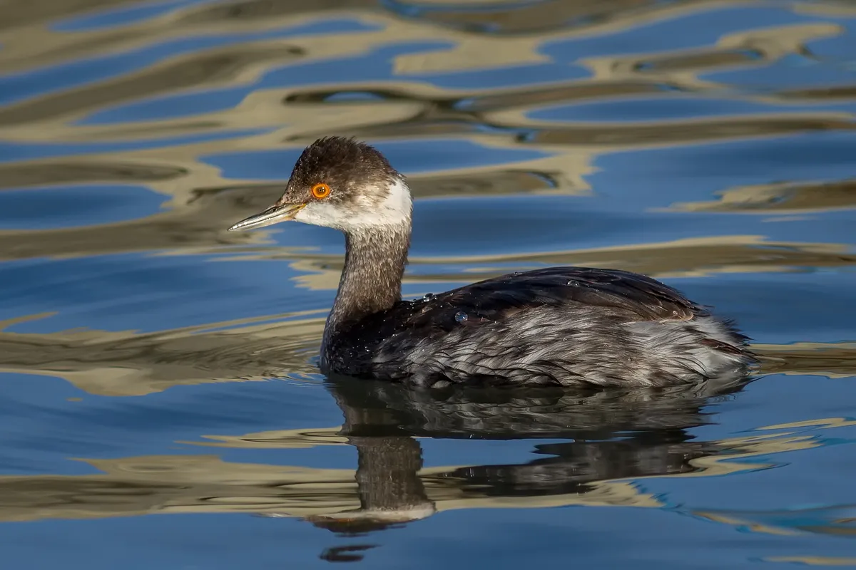 Black-necked Grebe / Eared Grebe