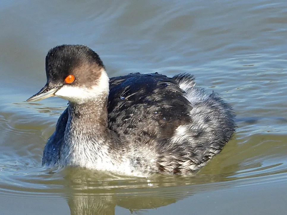 Black-necked Grebe / Eared Grebe