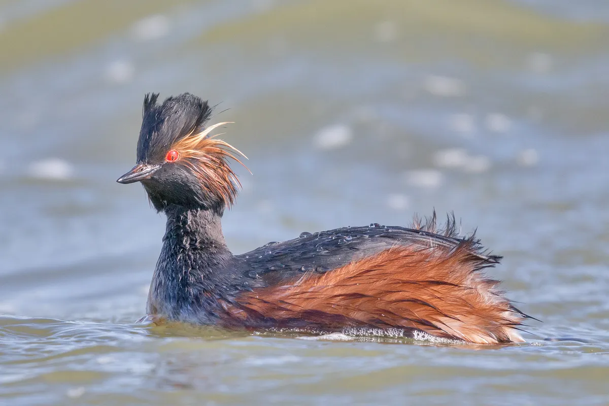 Black-necked Grebe / Eared Grebe