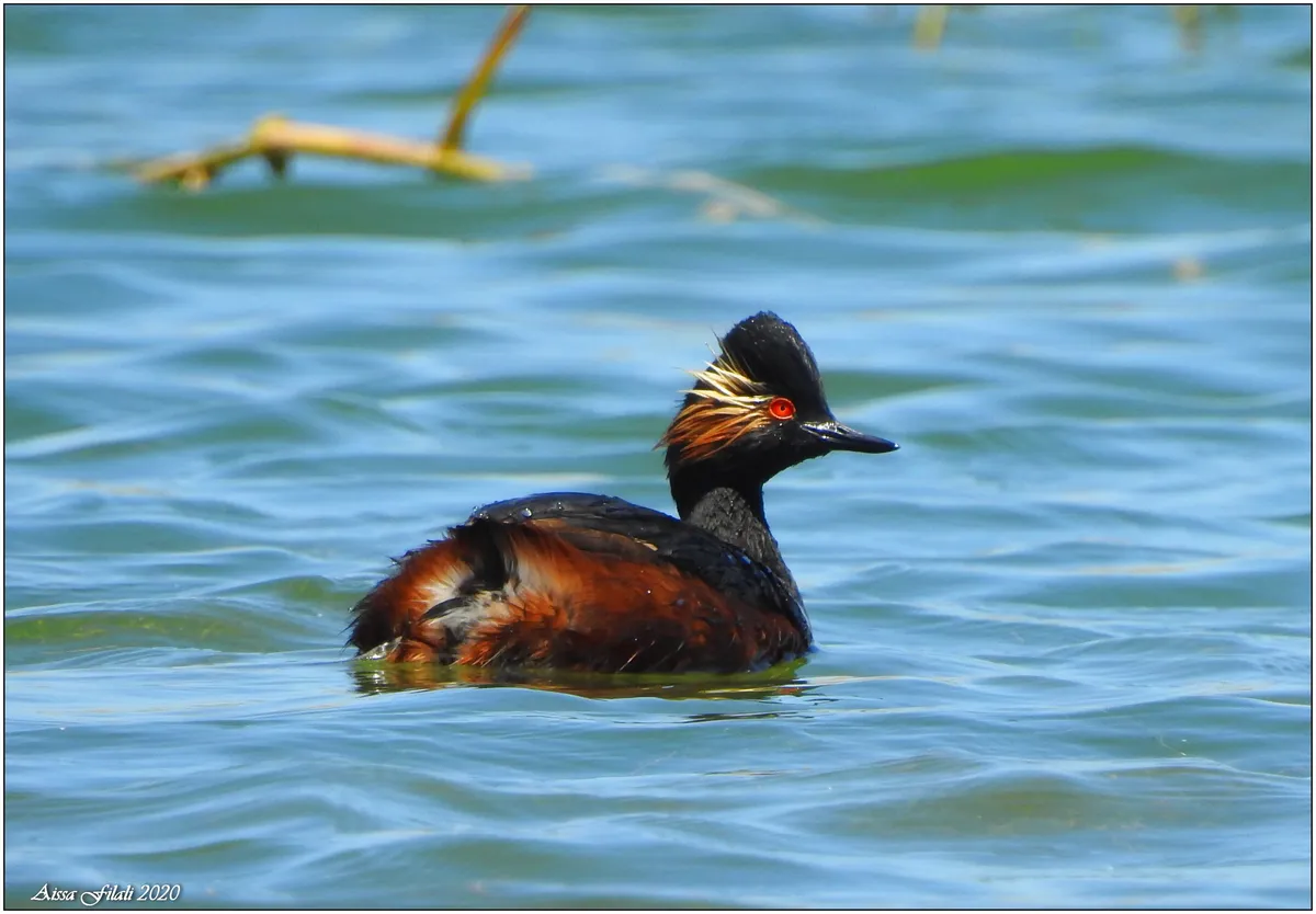 Black-necked Grebe / Eared Grebe