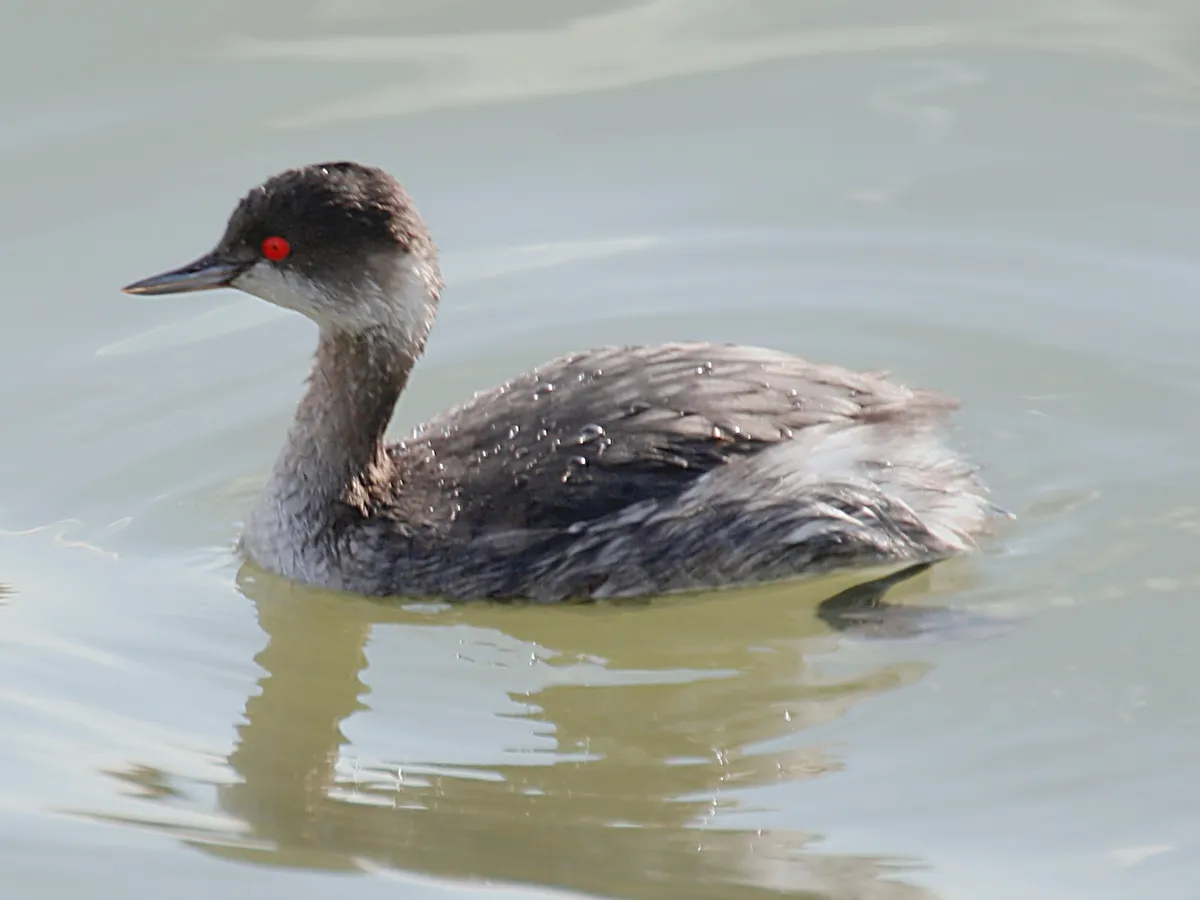 Black-necked Grebe / Eared Grebe