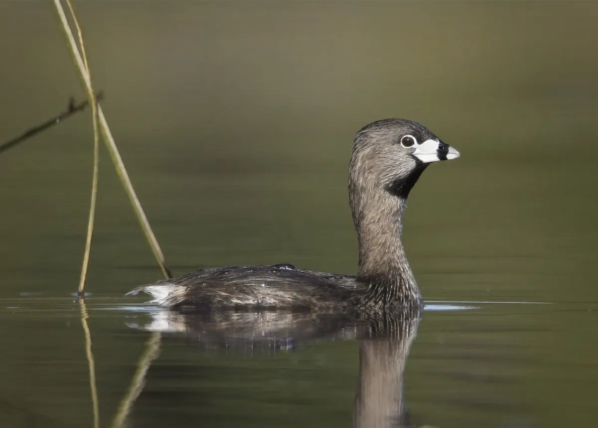 Pied-billed Grebe