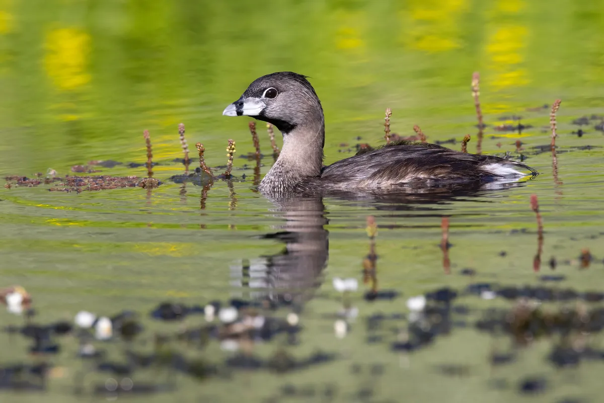 Pied-billed Grebe