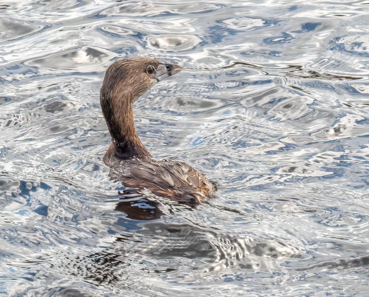 Pied-billed Grebe