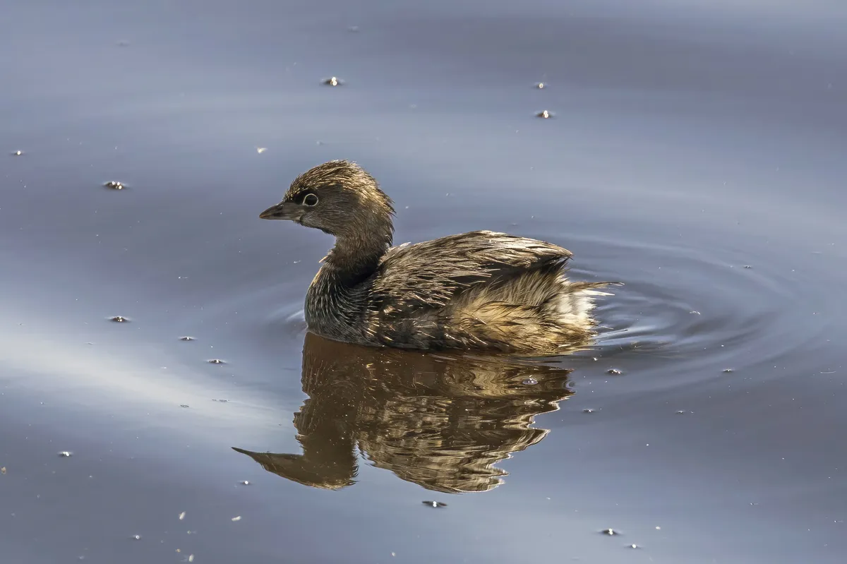 Pied-billed Grebe