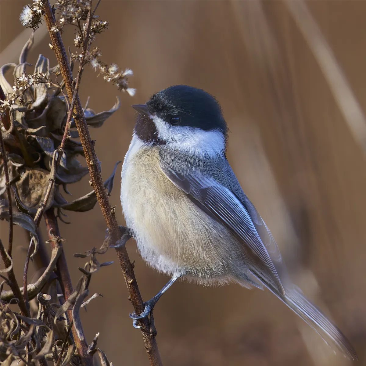 Poecile atricapillus