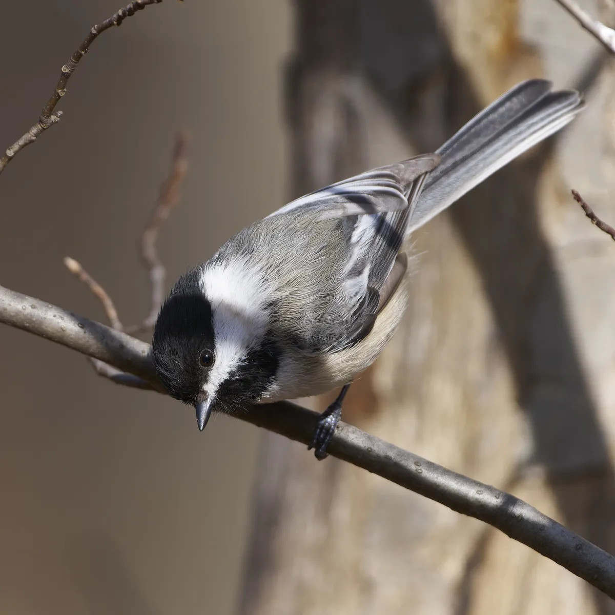 Carbonero Capirotado