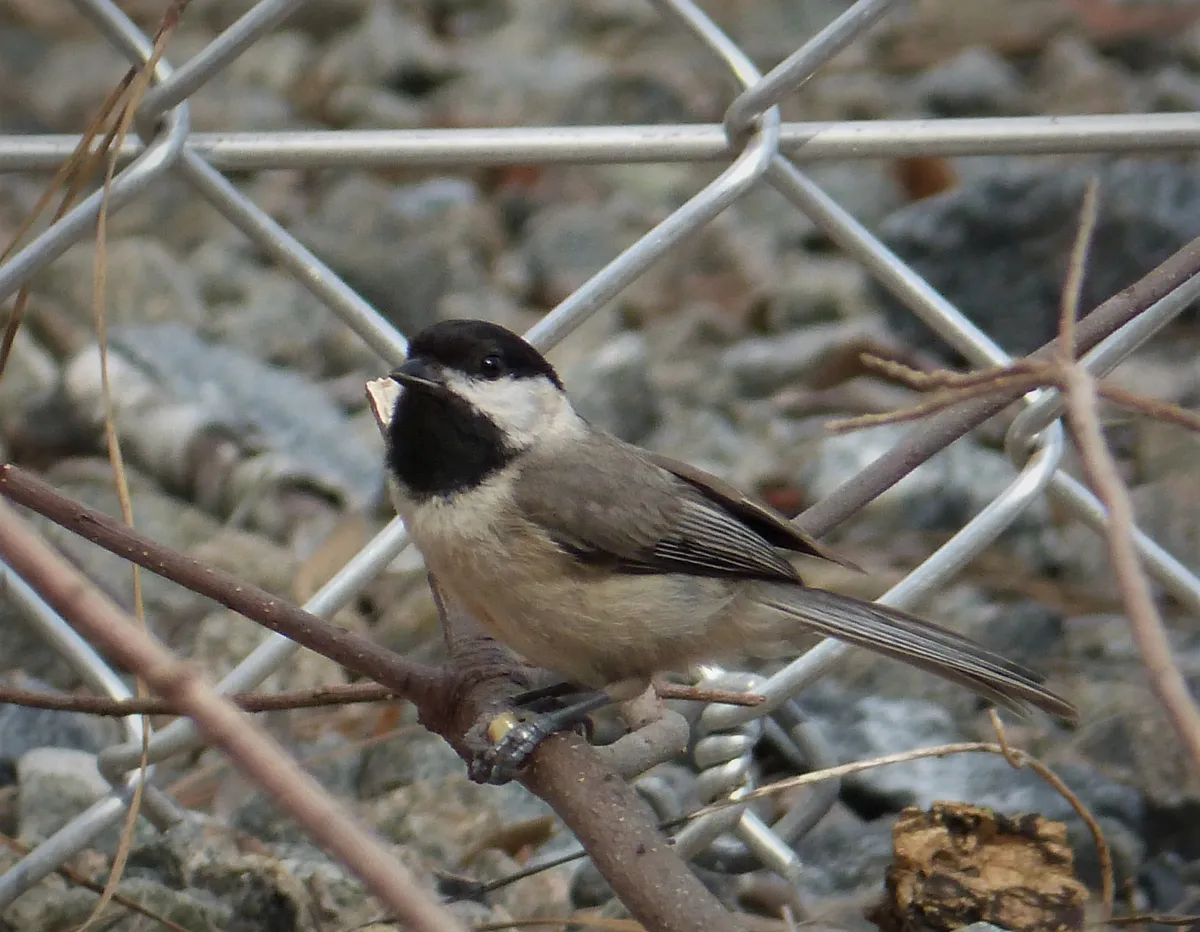 Poecile carolinensis