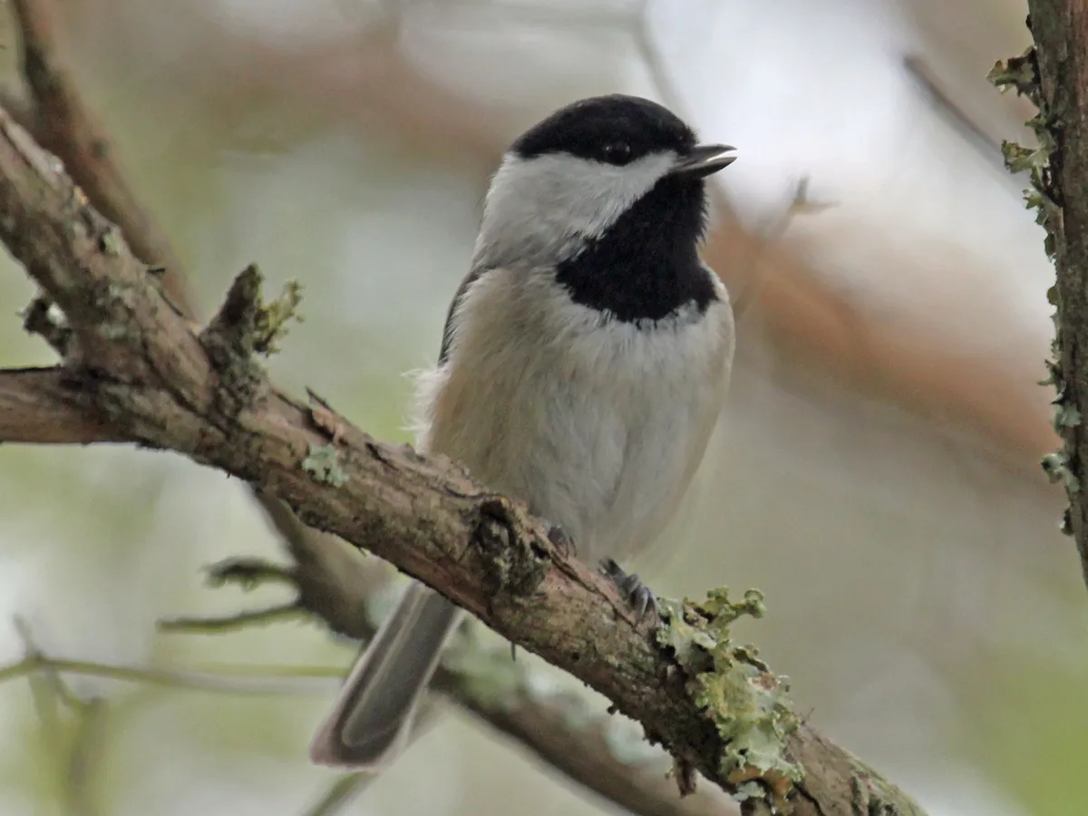 Carbonero de Carolina
