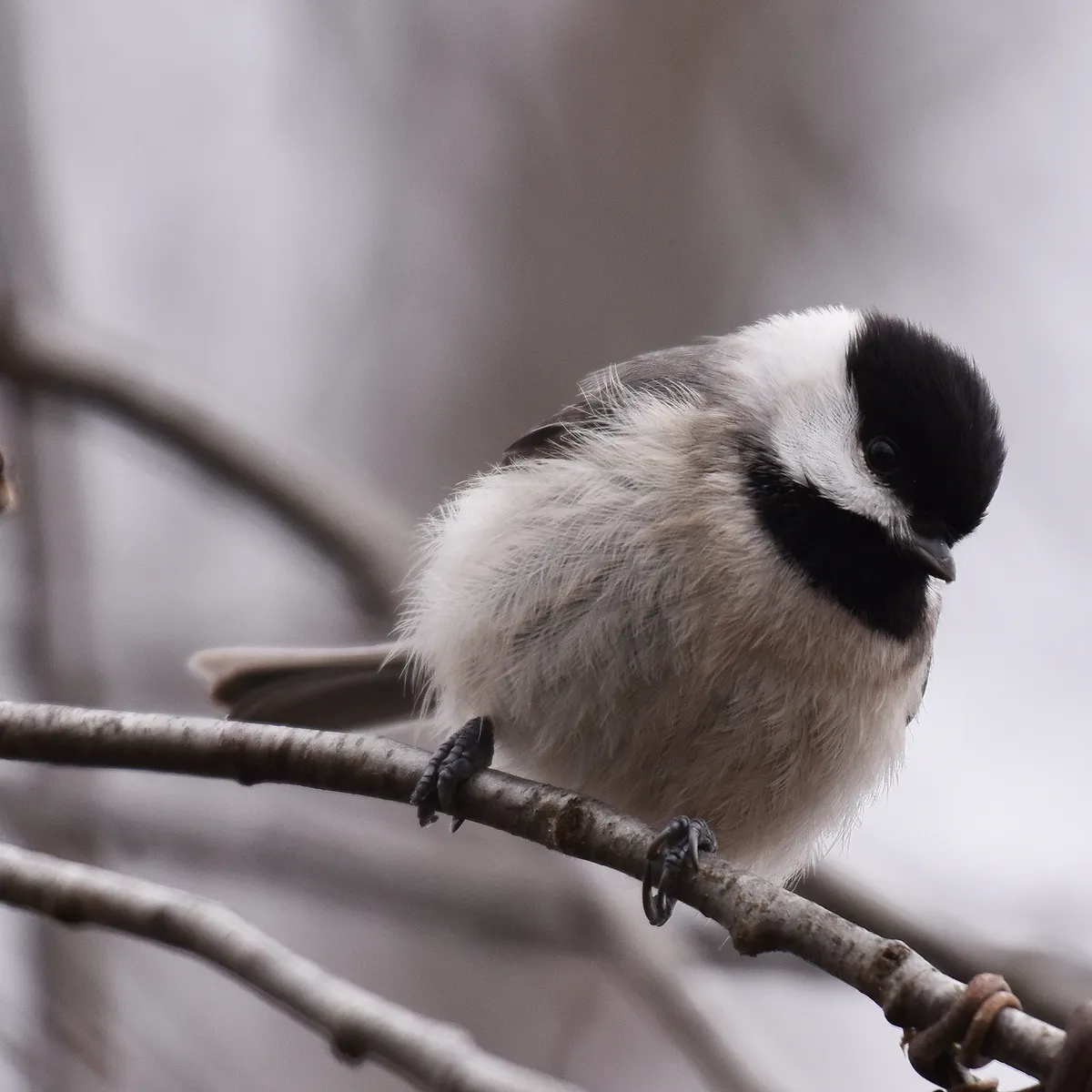 Carbonero de Carolina