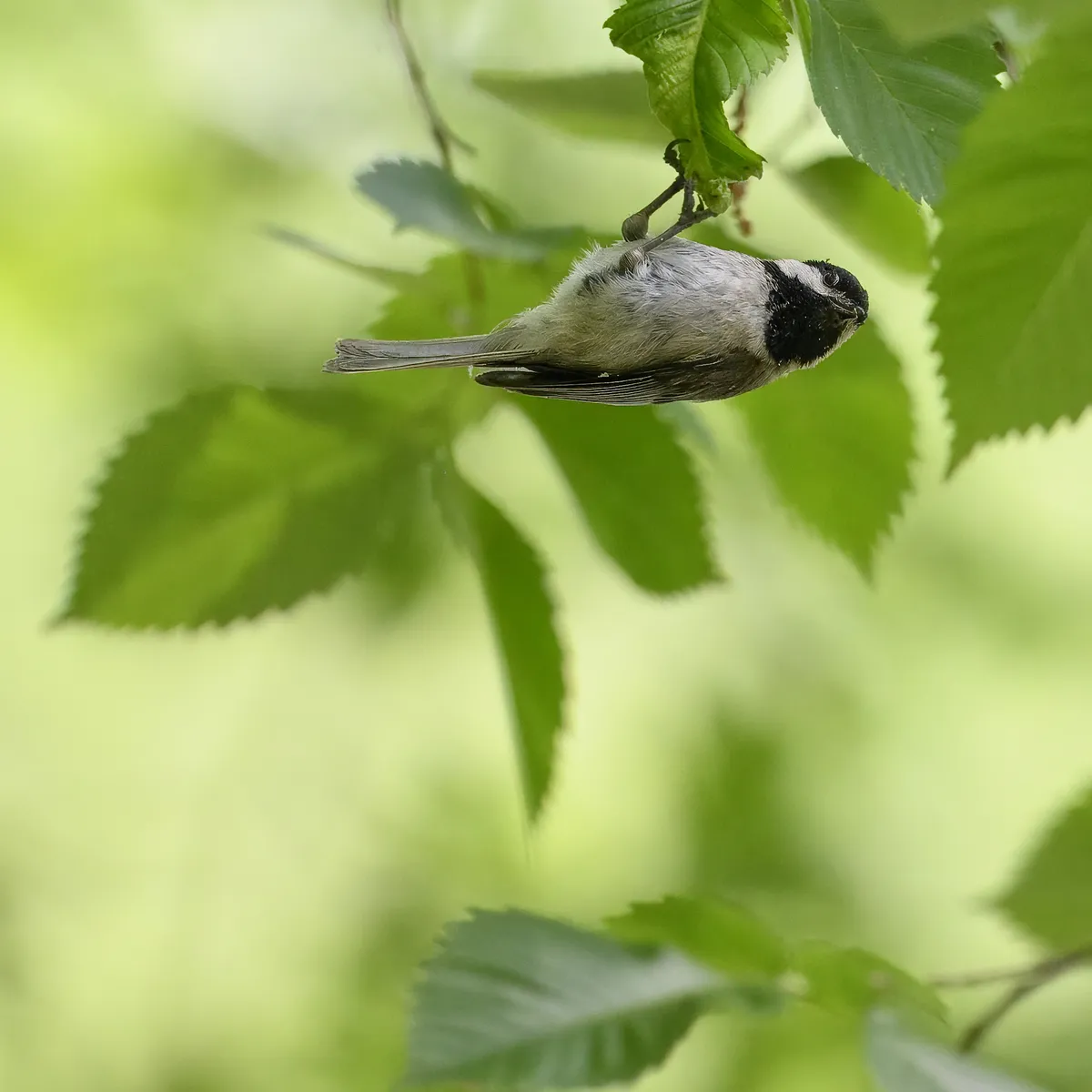 Carbonero de Carolina