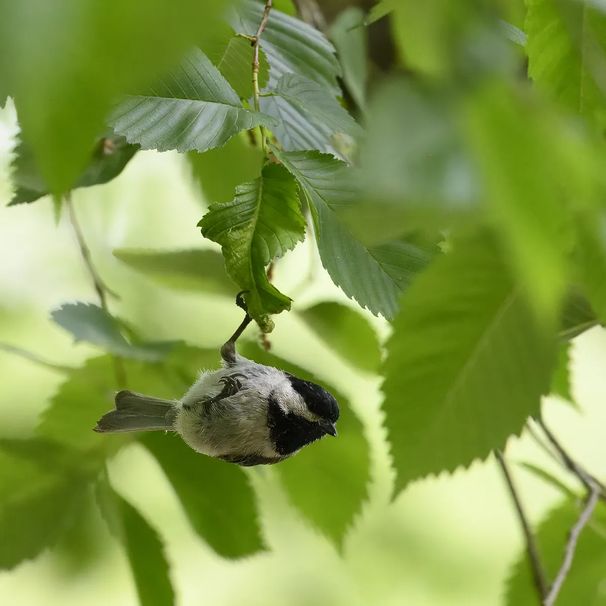 Carbonero de Carolina