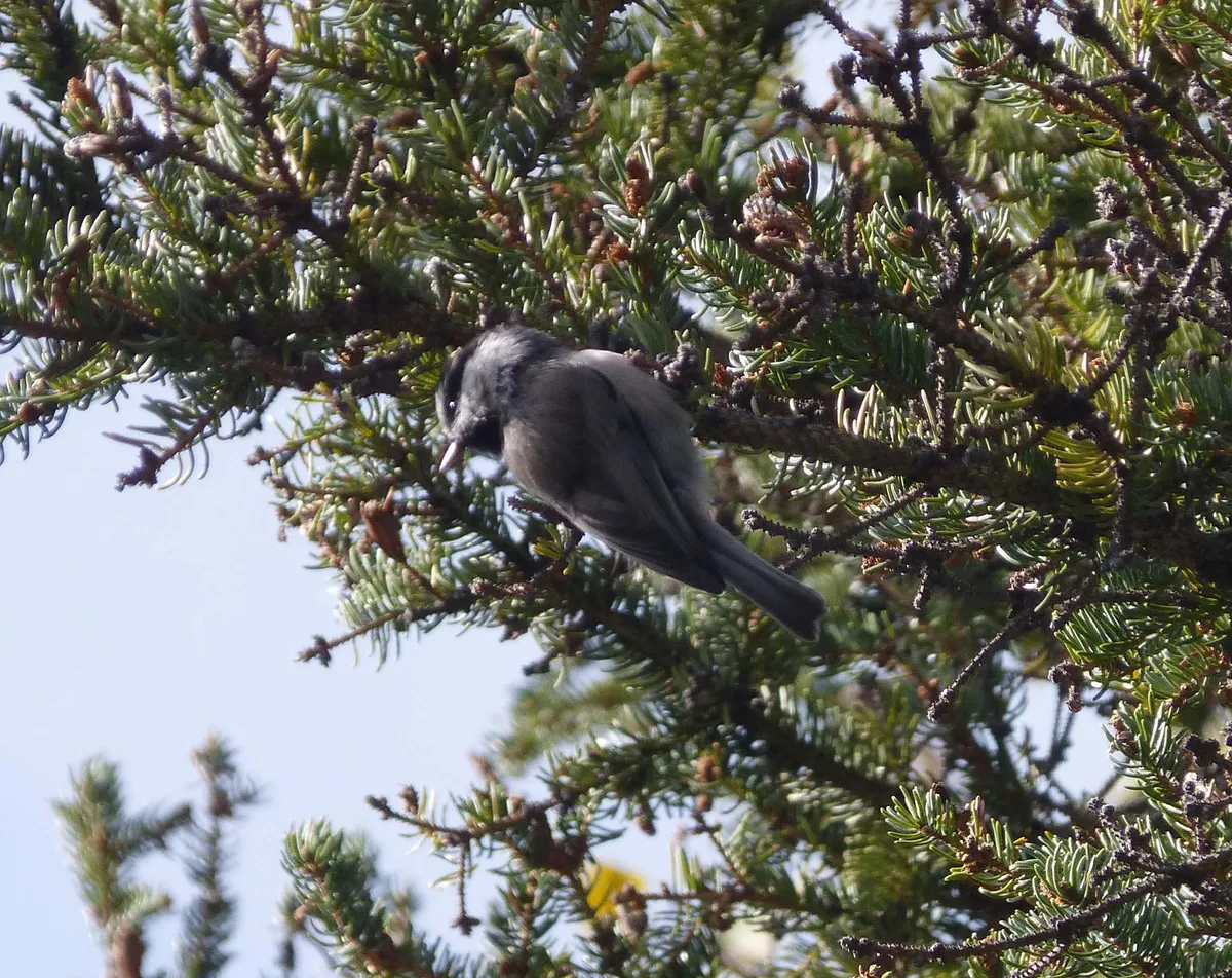 Carbonero de Montaña
