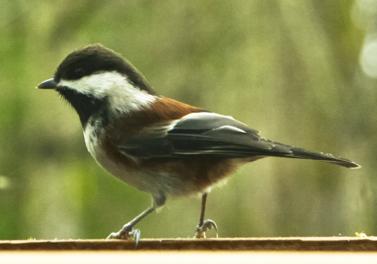 Chestnut-backed Chickadee