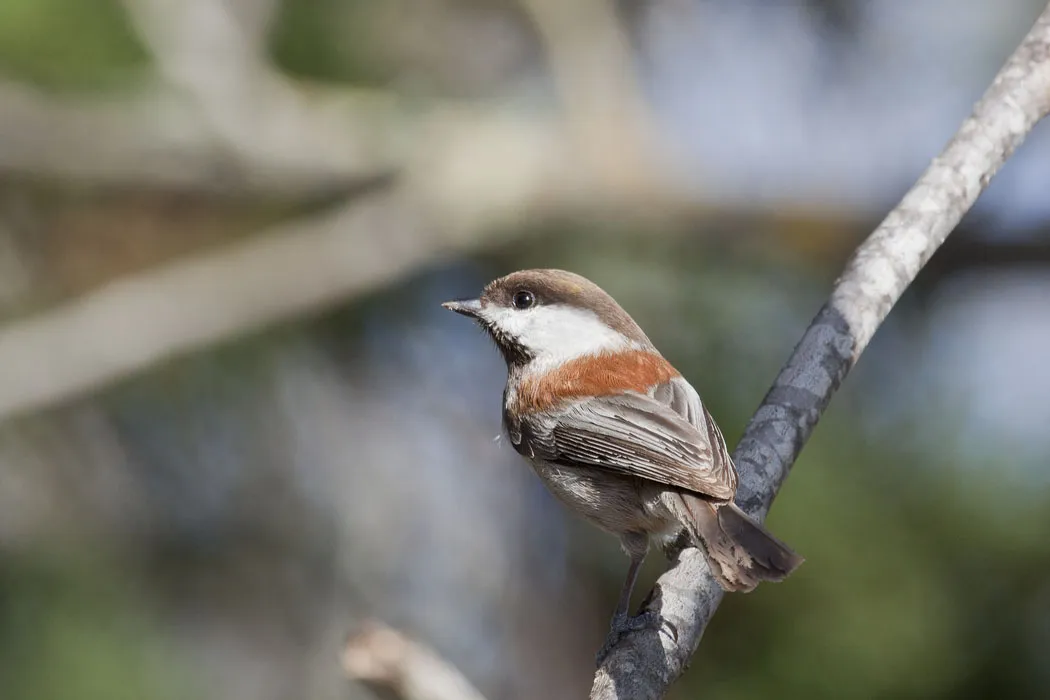 Chestnut-backed Chickadee