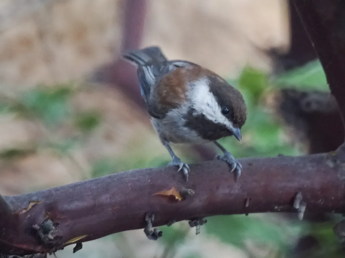 Chestnut-backed Chickadee