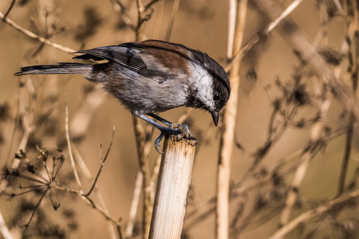 Chestnut-backed Chickadee