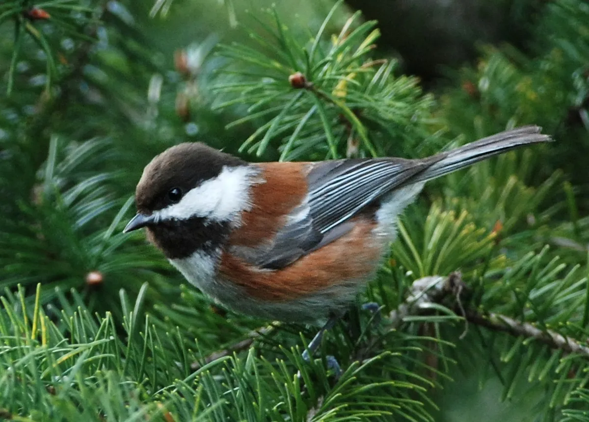 Chestnut-backed Chickadee
