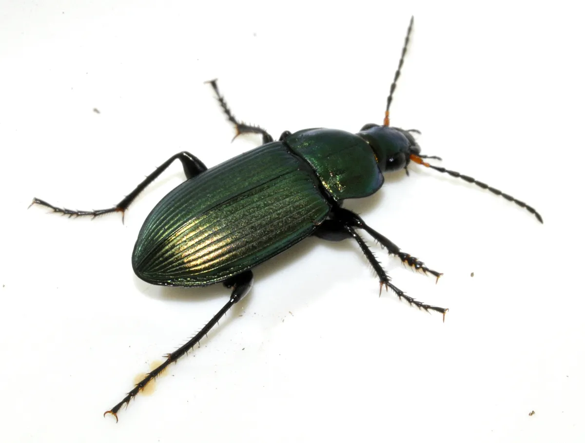 Escarabajo Terrestre Cobrizo