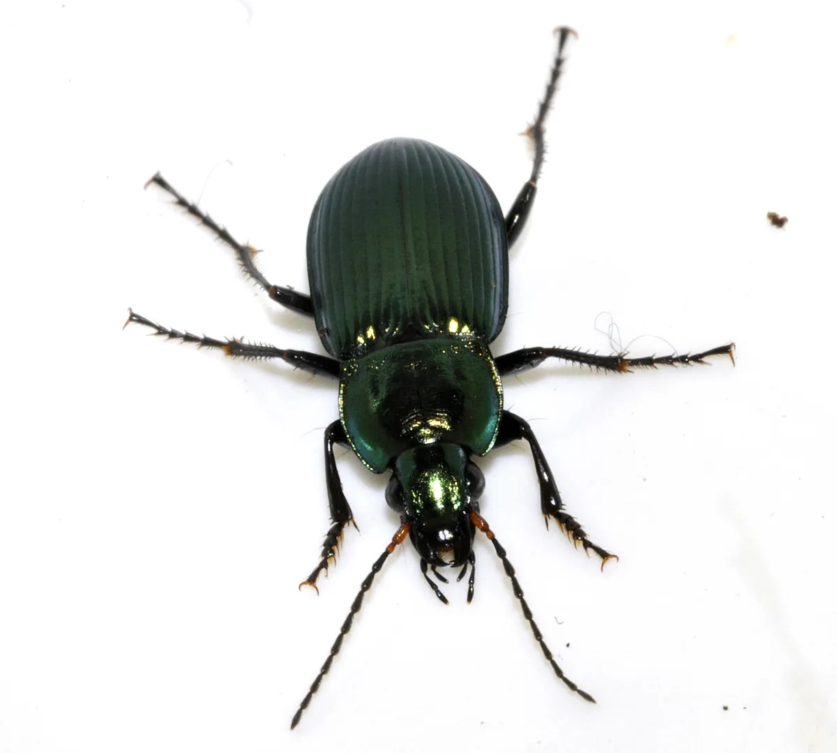 Escarabajo Terrestre Cobrizo