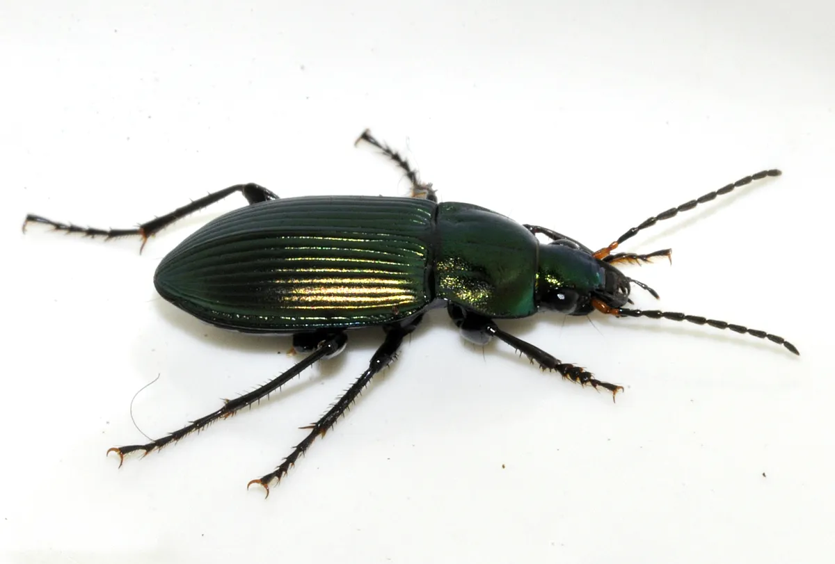 Escarabajo Terrestre Cobrizo