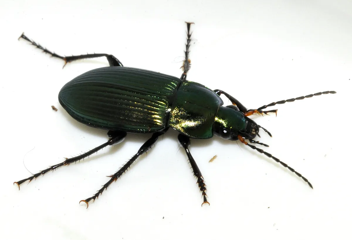 Escarabajo Terrestre Cobrizo