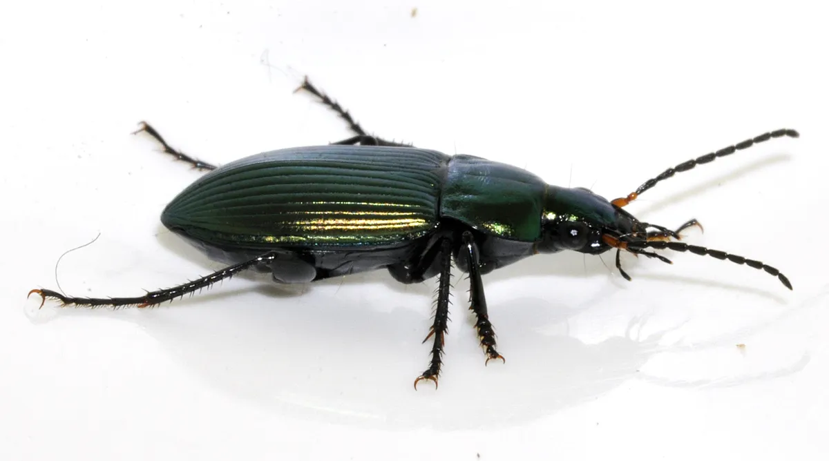 Escarabajo Terrestre Cobrizo