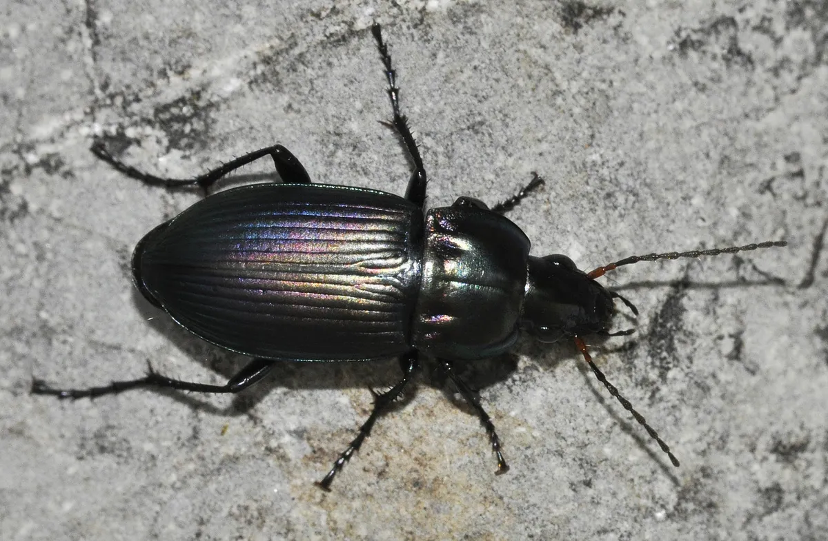 Escarabajo Terrestre Azul