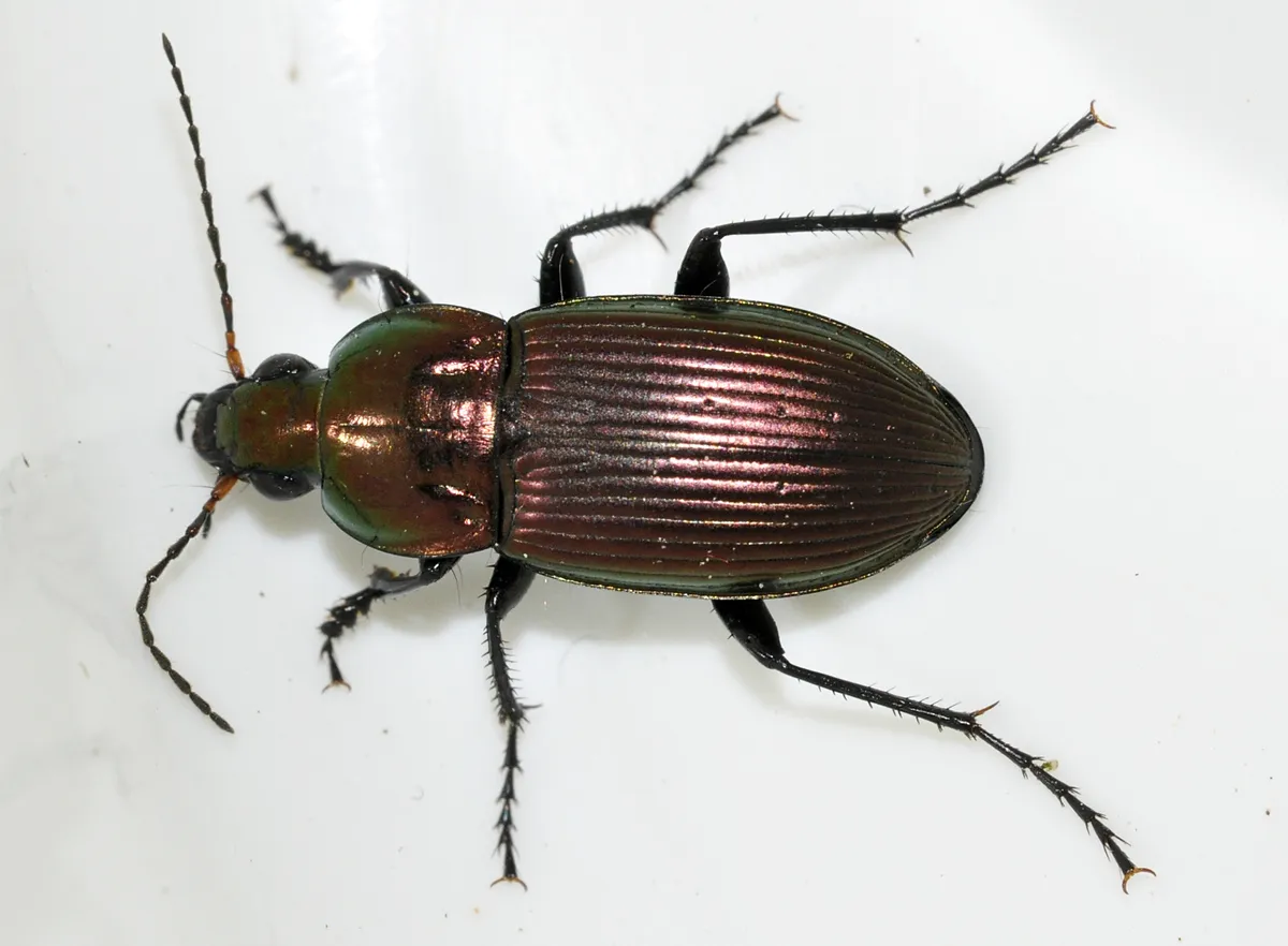 Escarabajo Terrestre Azul