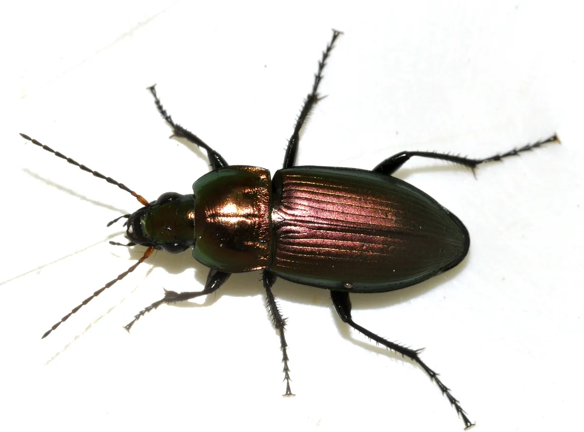 Escarabajo Terrestre Azul