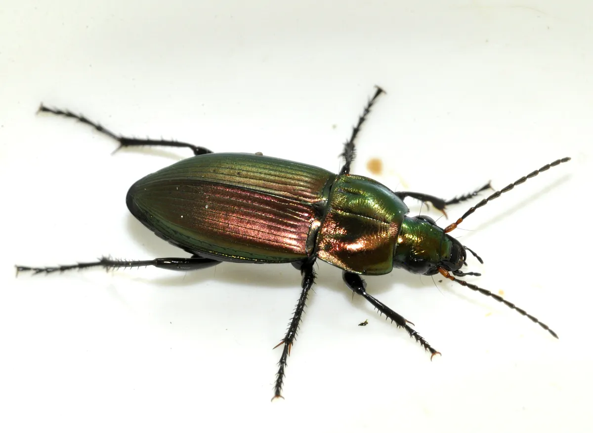 Escarabajo Terrestre Azul