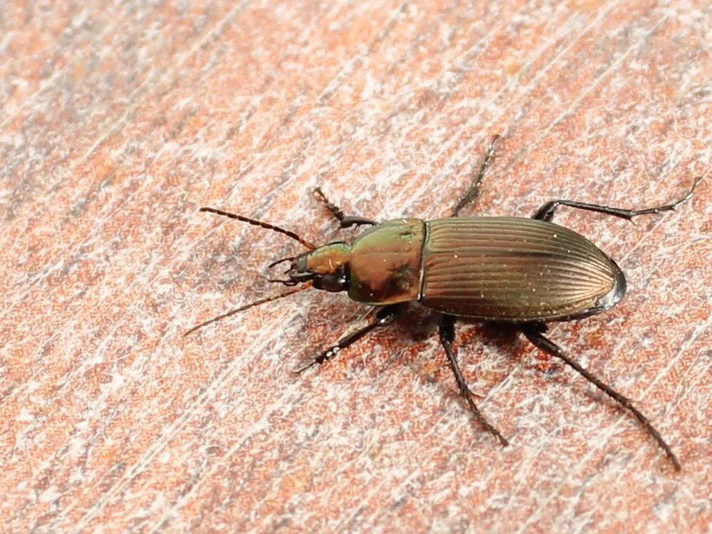 Escarabajo Terrestre Azul