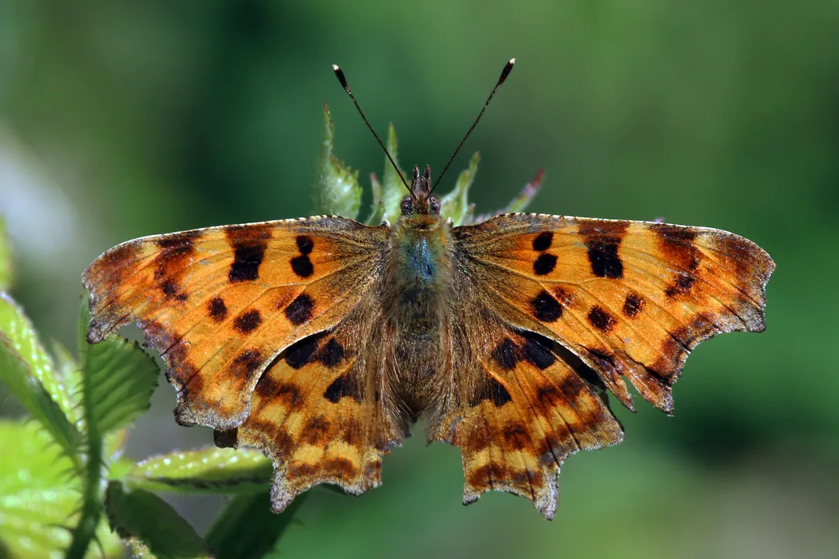 Comma Butterfly
