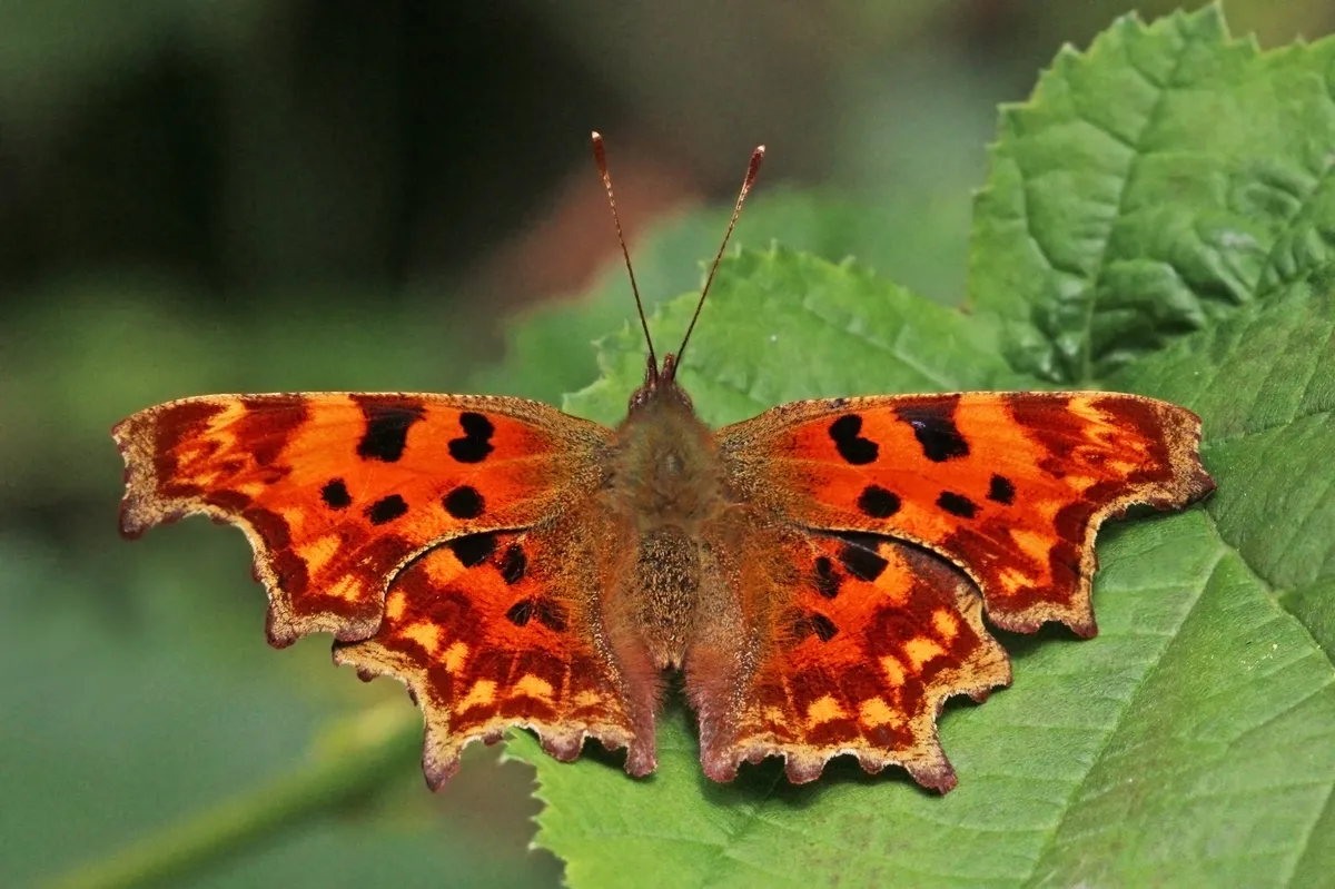 Comma Butterfly
