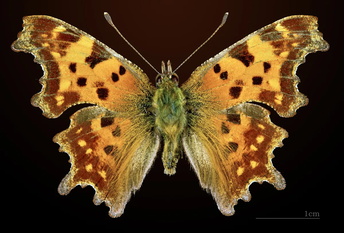 Comma Butterfly