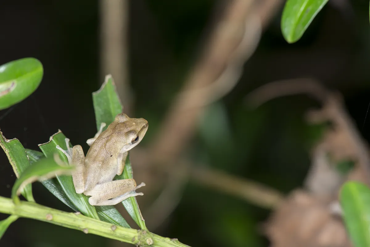 Rana Arbórea de Labios Blancos